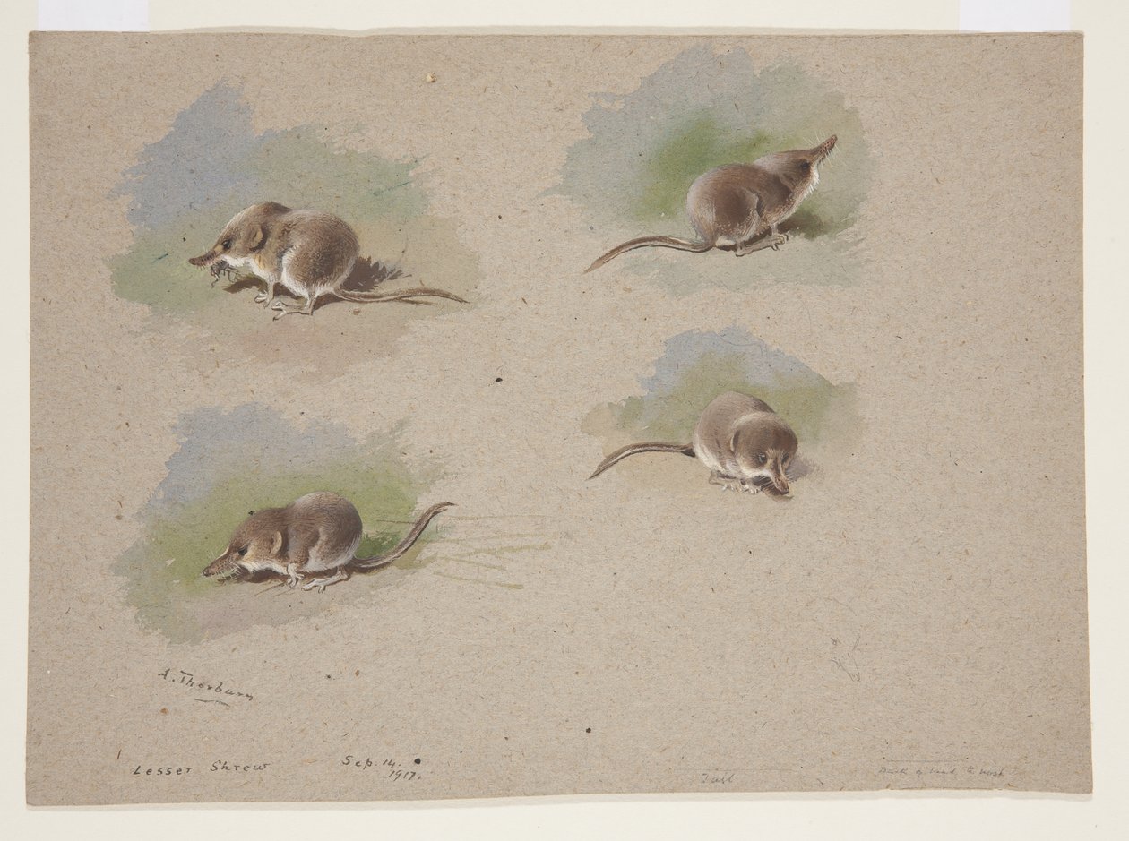 Fyra vinjetter av mindre shrew, ca 1915 (akvarell & kroppsfärg över penna på papper) av Archibald Thorburn