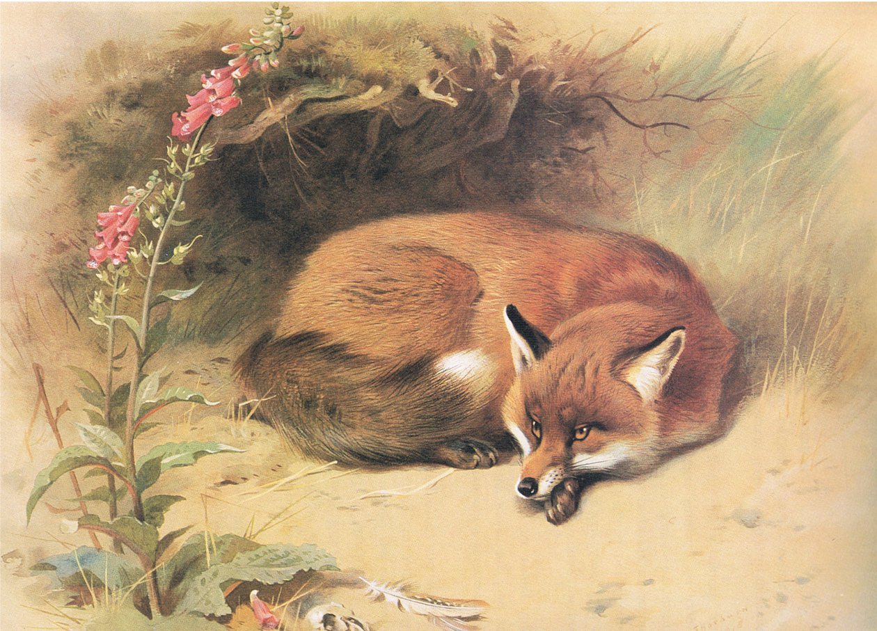 Fox with Foxgloves, från Thorburns Mammals publicerad av Longmans and Co, ca. 1920 av Archibald Thorburn