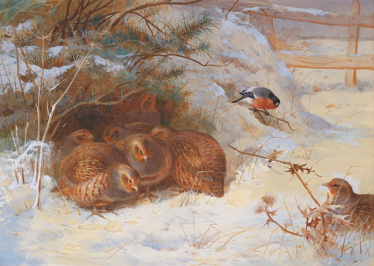 Frostig morgon, fasan på vintern av Archibald Thorburn
