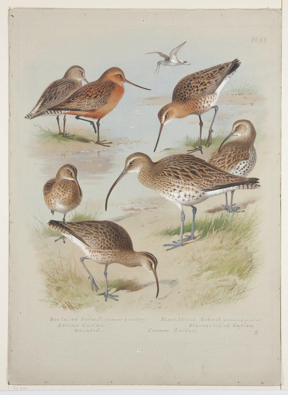 Godwits and curlews, ca 1915 (akvarell & kroppsfärg över penna ombord) av Archibald Thorburn