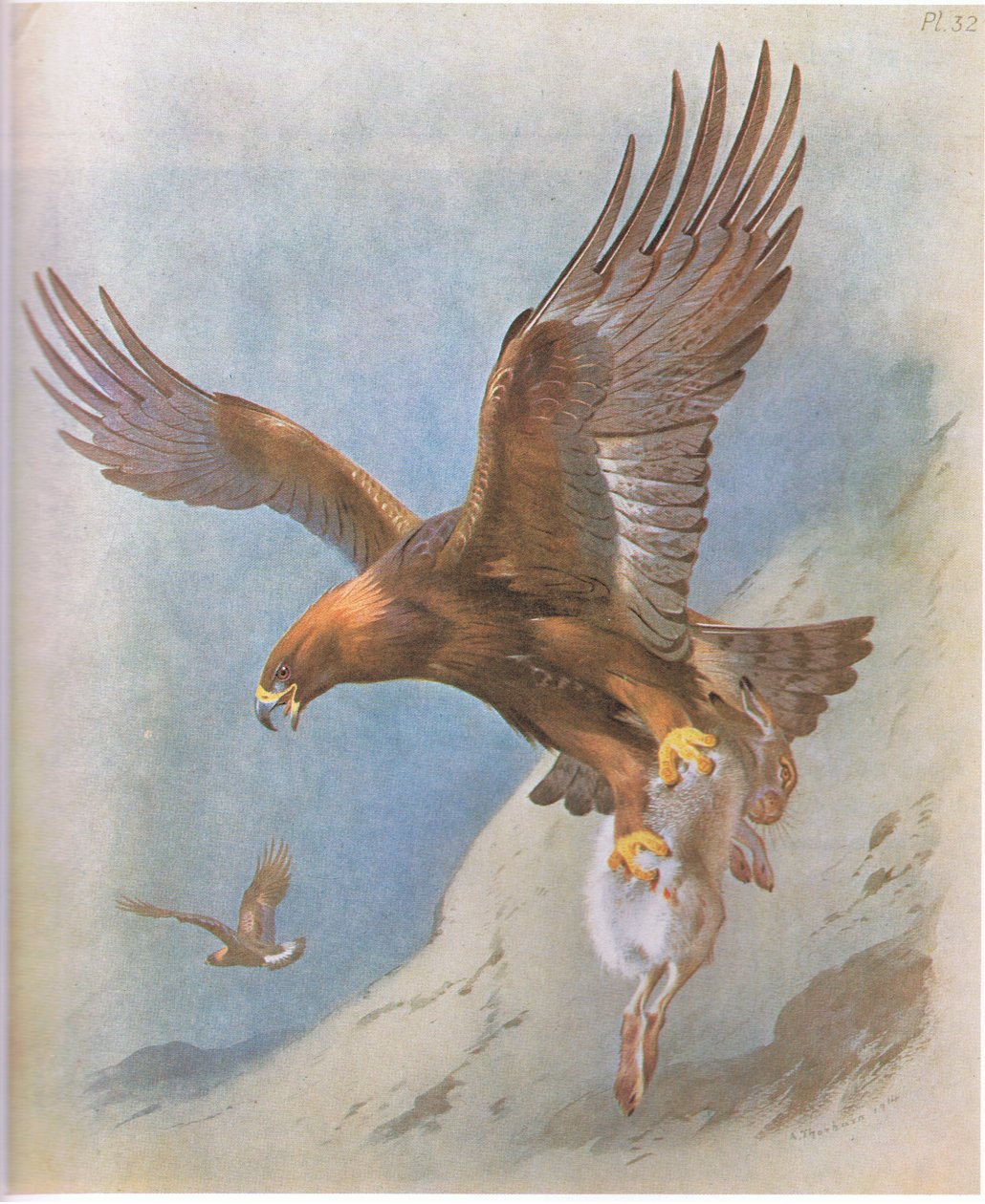 Aeto Auro ma Mountain Hare, pub. saunia e Book Club Associates, 1972 swed av Archibald Thorburn