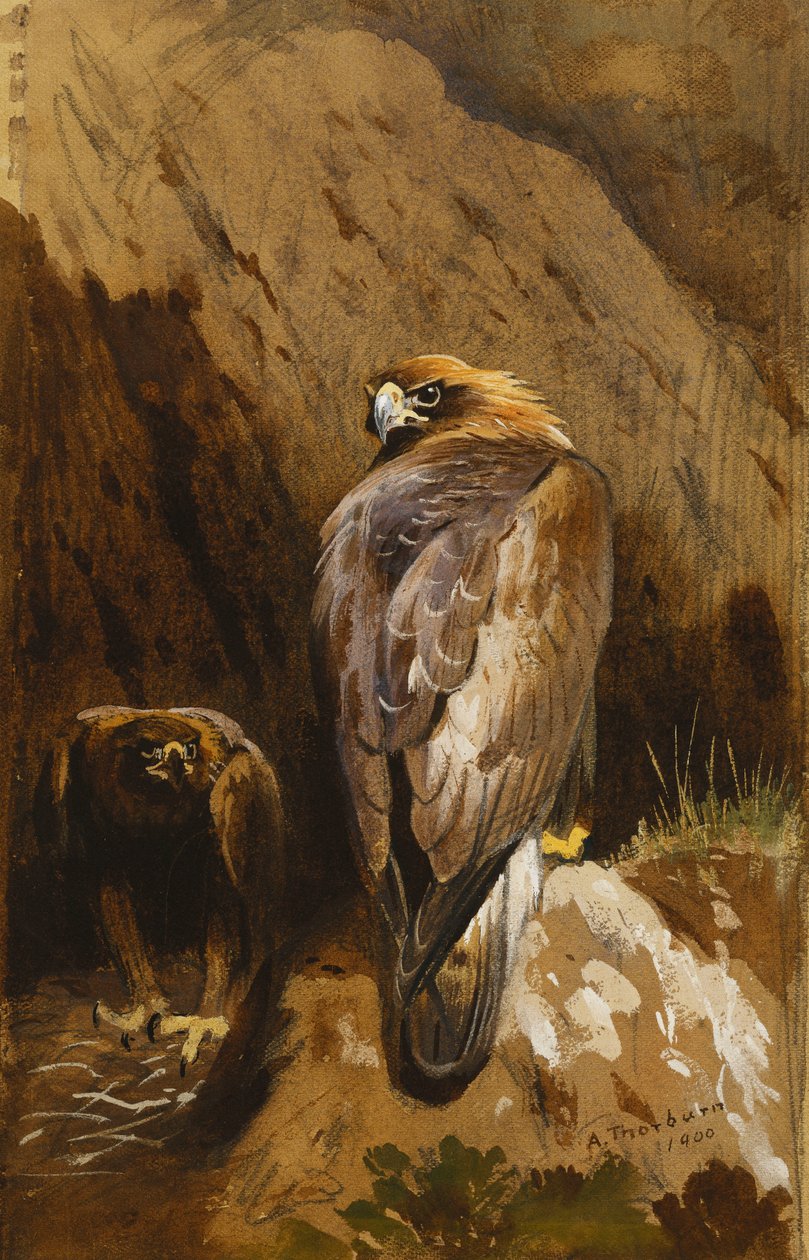 Golden Eagles på deras Eyrie av Archibald Thorburn