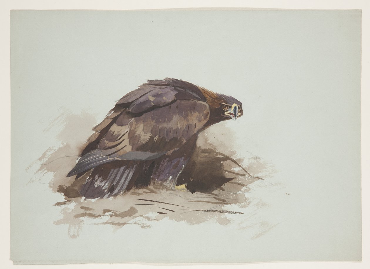 Kungsörn, ca 1915 (akvarell & kroppsfärg över penna på papper) av Archibald Thorburn
