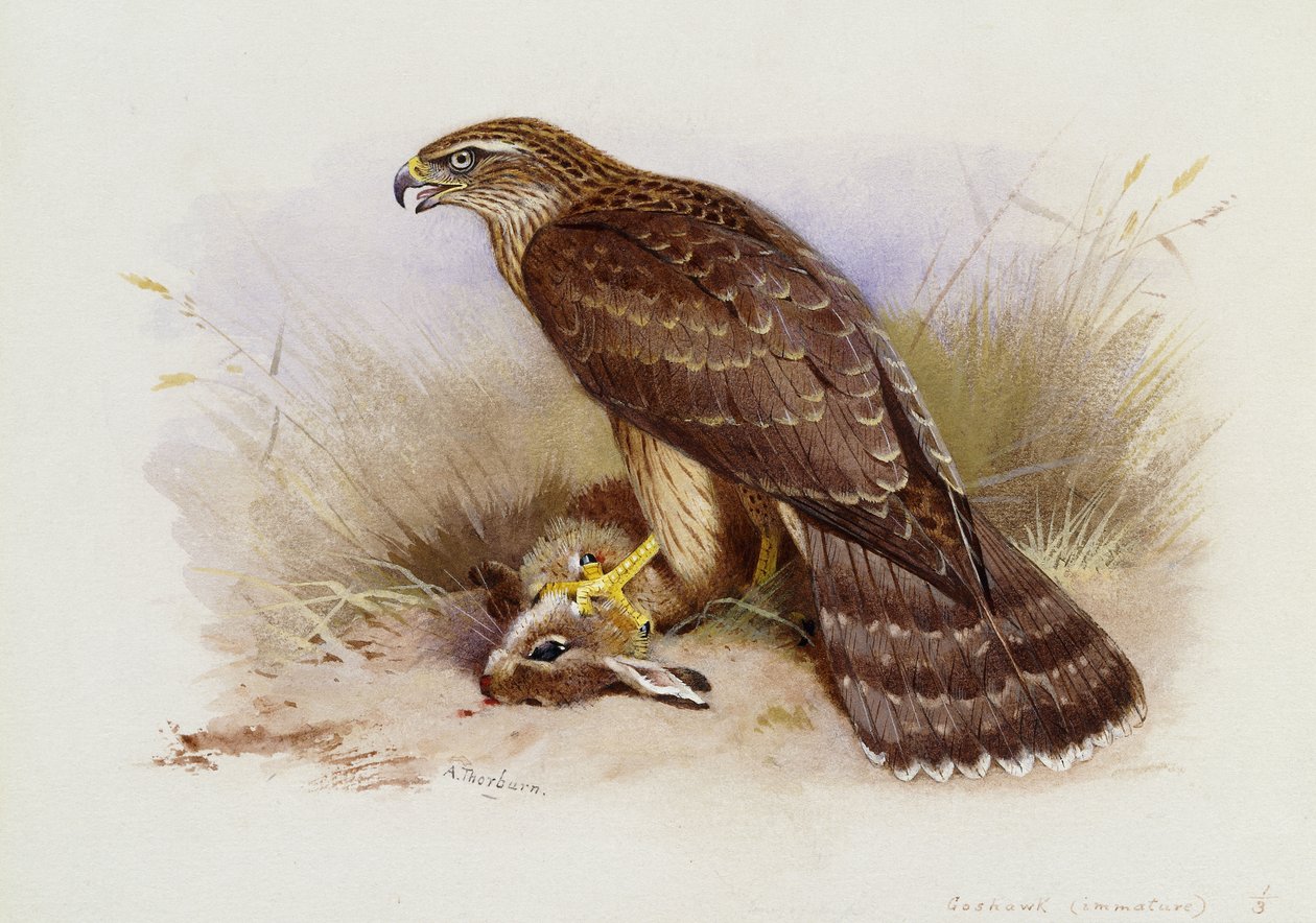 Gåshök av Archibald Thorburn