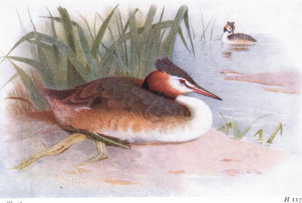 Stor nakendopping av Archibald Thorburn