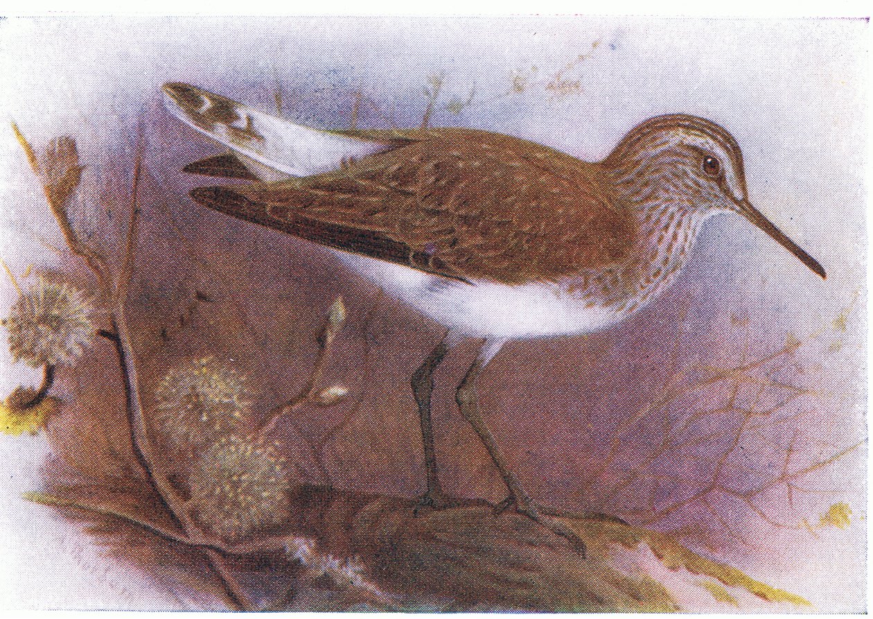 Green Sandpiper, från Birds of the British Isles and Their Eggs publicerad av Frederick Warne & Co Ltd, 1958 av Archibald Thorburn