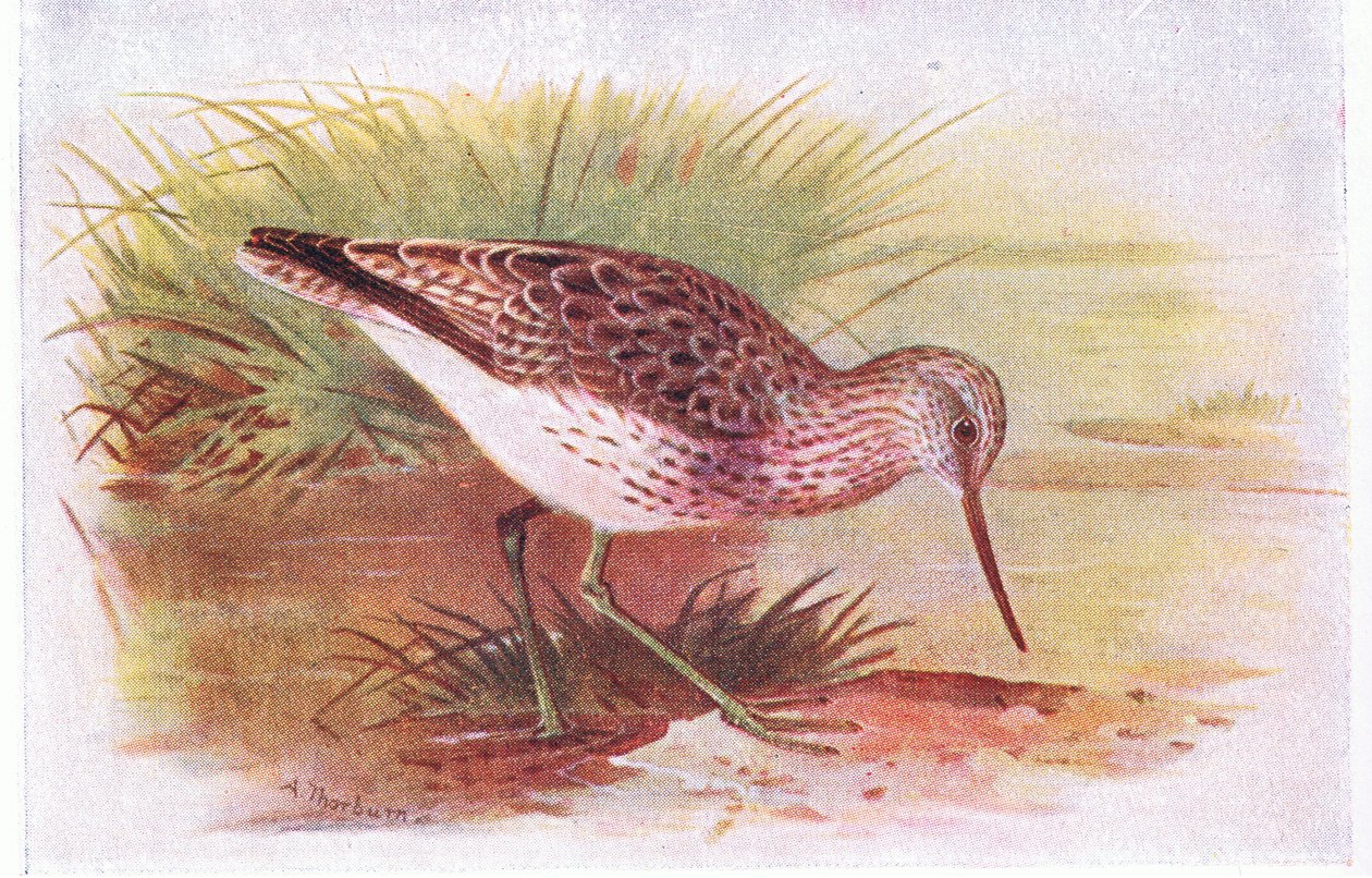 Greenshank, från Birds of the British Isles and Their Eggs publicerad av Frederick Warne & Co Ltd, 1958 av Archibald Thorburn