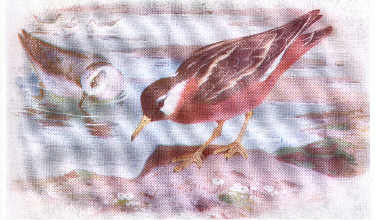 Grey Phalarope (sommar och höst), från Birds of the British Isles and Their Eggs publicerad av Frederick Warne & Co Ltd, 1958 av Archibald Thorburn