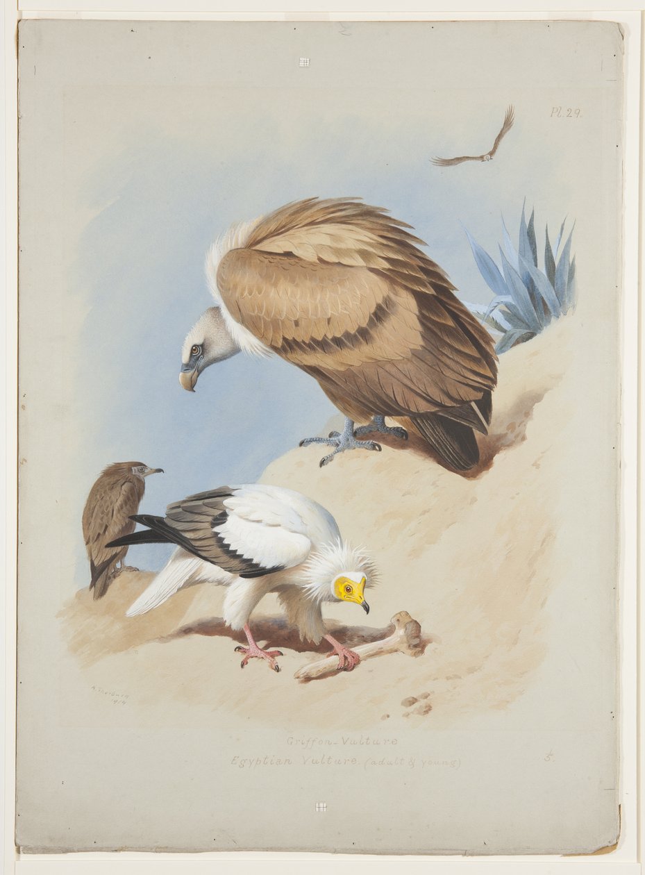 Griffin gam och egyptisk gam, ca 1915 (akvarell & kroppsfärg över penna på papper) av Archibald Thorburn