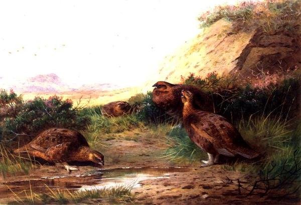 ripa i ett landskap (gouache) av Archibald Thorburn