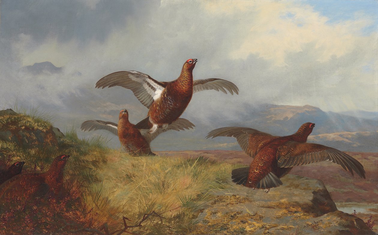 Ripa under flygning av Archibald Thorburn