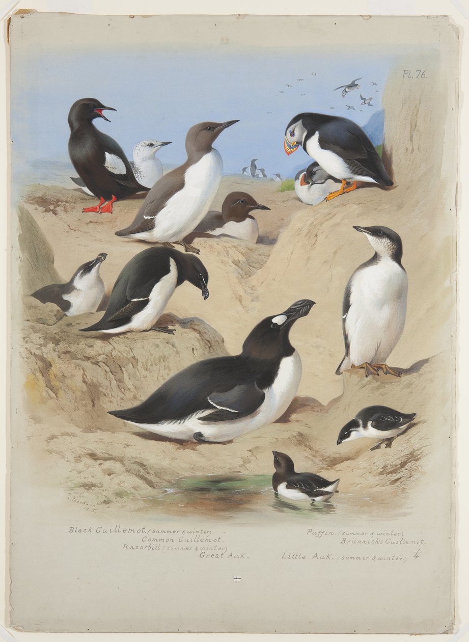 Sillgrisslor, tornbill, lunnefågel och alkor, ca 1915 (akvarell & kroppsfärg med gummi arabicum över penna ombord) av Archibald Thorburn