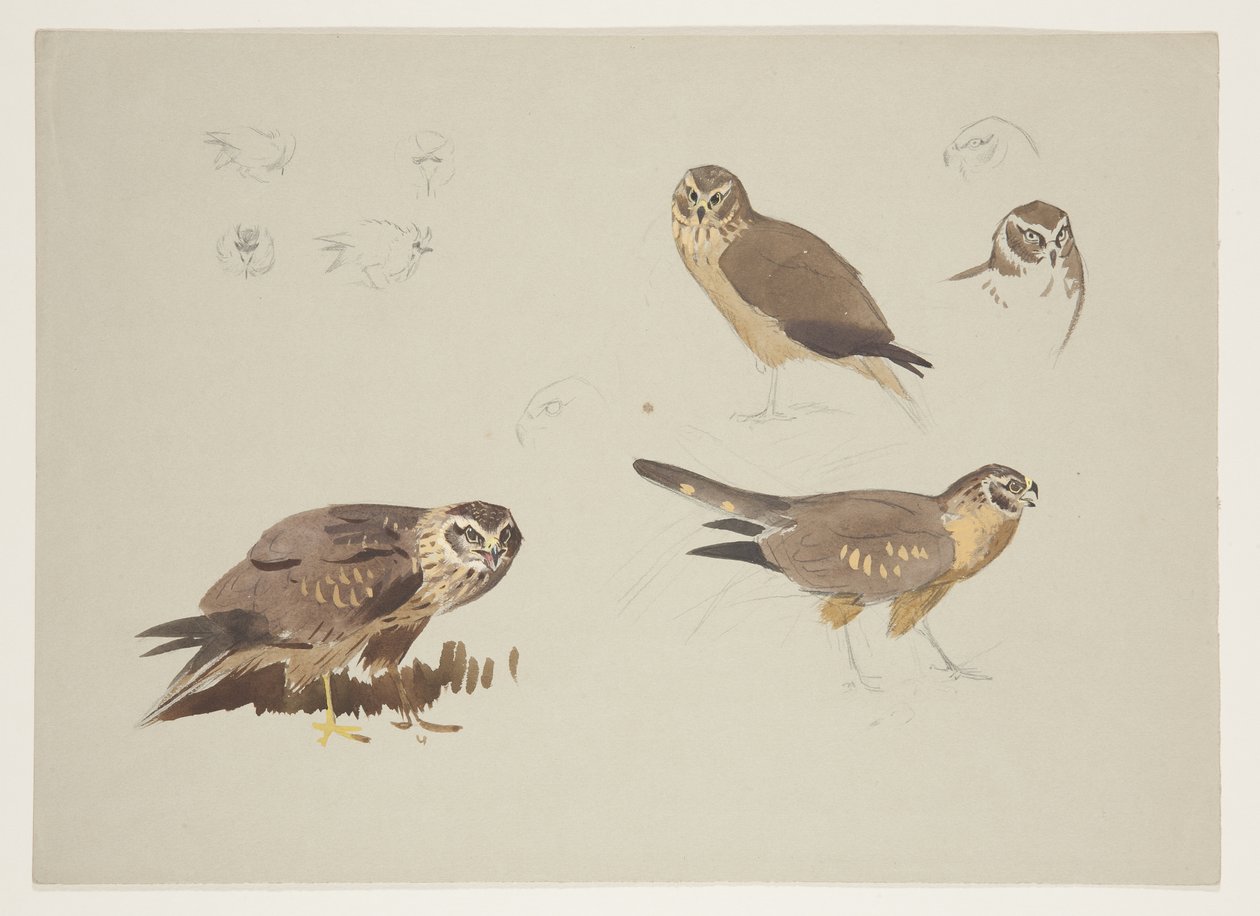 Harrier and ruff, ca 1915 (akvarell & kroppsfärg över penna på papper) av Archibald Thorburn