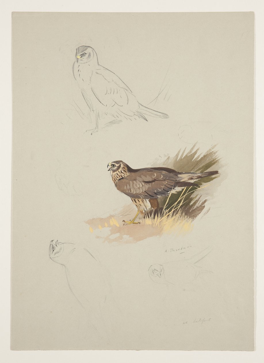 Harrier, ca 1915 (akvarell & kroppsfärg över penna på papper) av Archibald Thorburn