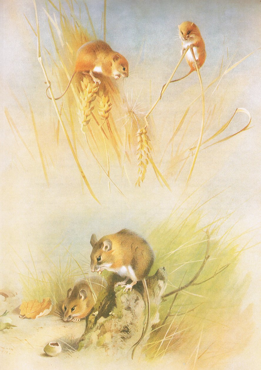 Harvest Mouse and Wood Mouse, från Thorburns Mammals publicerad av Longmans and Co, ca. 1920 av Archibald Thorburn