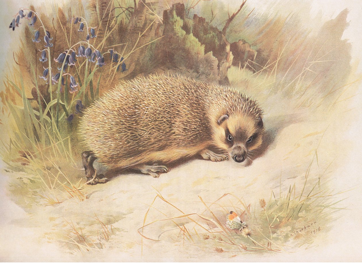 Hedgehog, från Thorburns Mammals publicerad av Longmans och Co, ca. 1920 av Archibald Thorburn