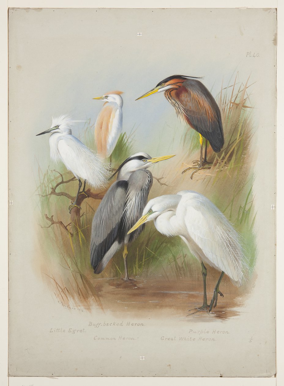 Häger och hägrar, ca 1915 (akvarell & kroppsfärg över penna ombord) av Archibald Thorburn
