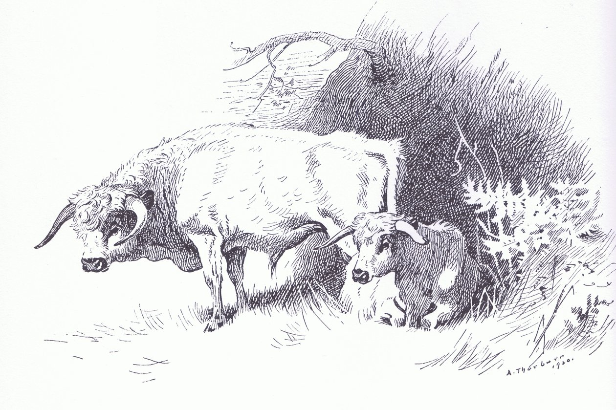 Highland Cattle, pub. av Book Club Associates av Archibald Thorburn