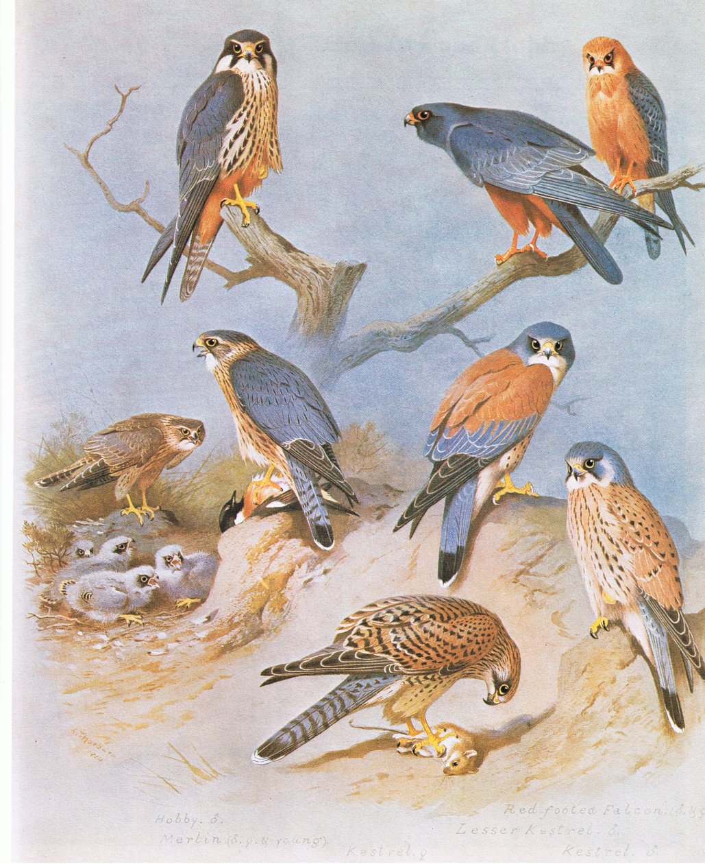 Hobby, Merlin, Rödfotsfalk, Lillfalk och Kestrel, pub. av Book Club Associates, 1972 av Archibald Thorburn