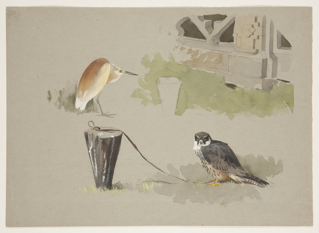 Hobbyhane tjudrad och squarrohäger, ca 1915 (akvarell & kroppsfärg över penna på papper) av Archibald Thorburn
