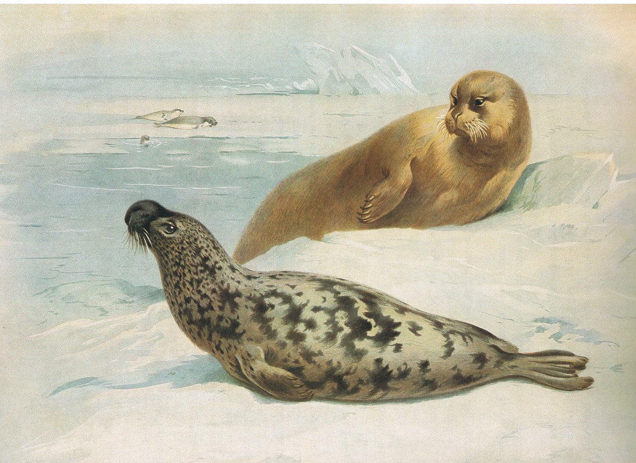 Hooded Seal and Bearded Seal, från Thorburns Mammals publicerad av Longmans and Co, ca. 1920 av Archibald Thorburn