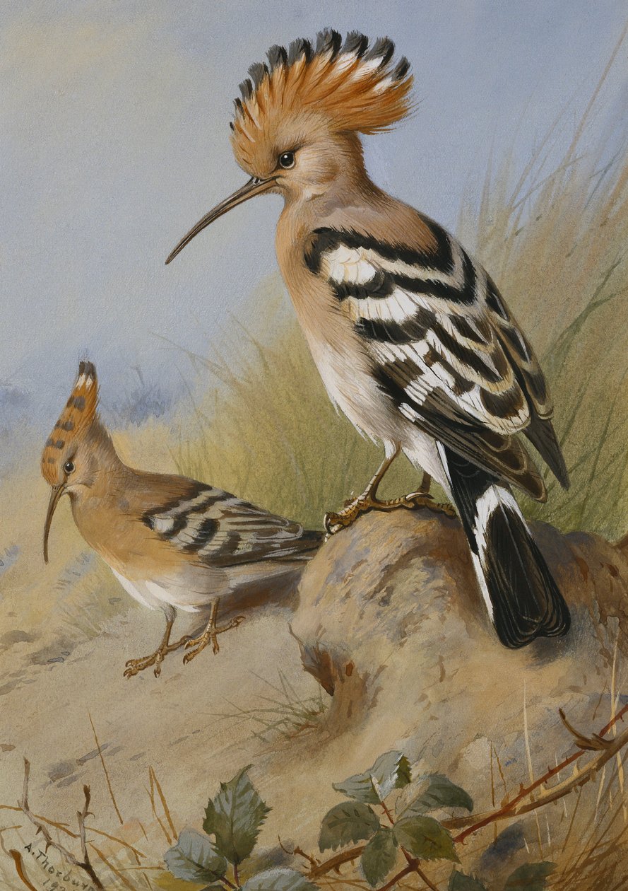 Hoopoes av Archibald Thorburn