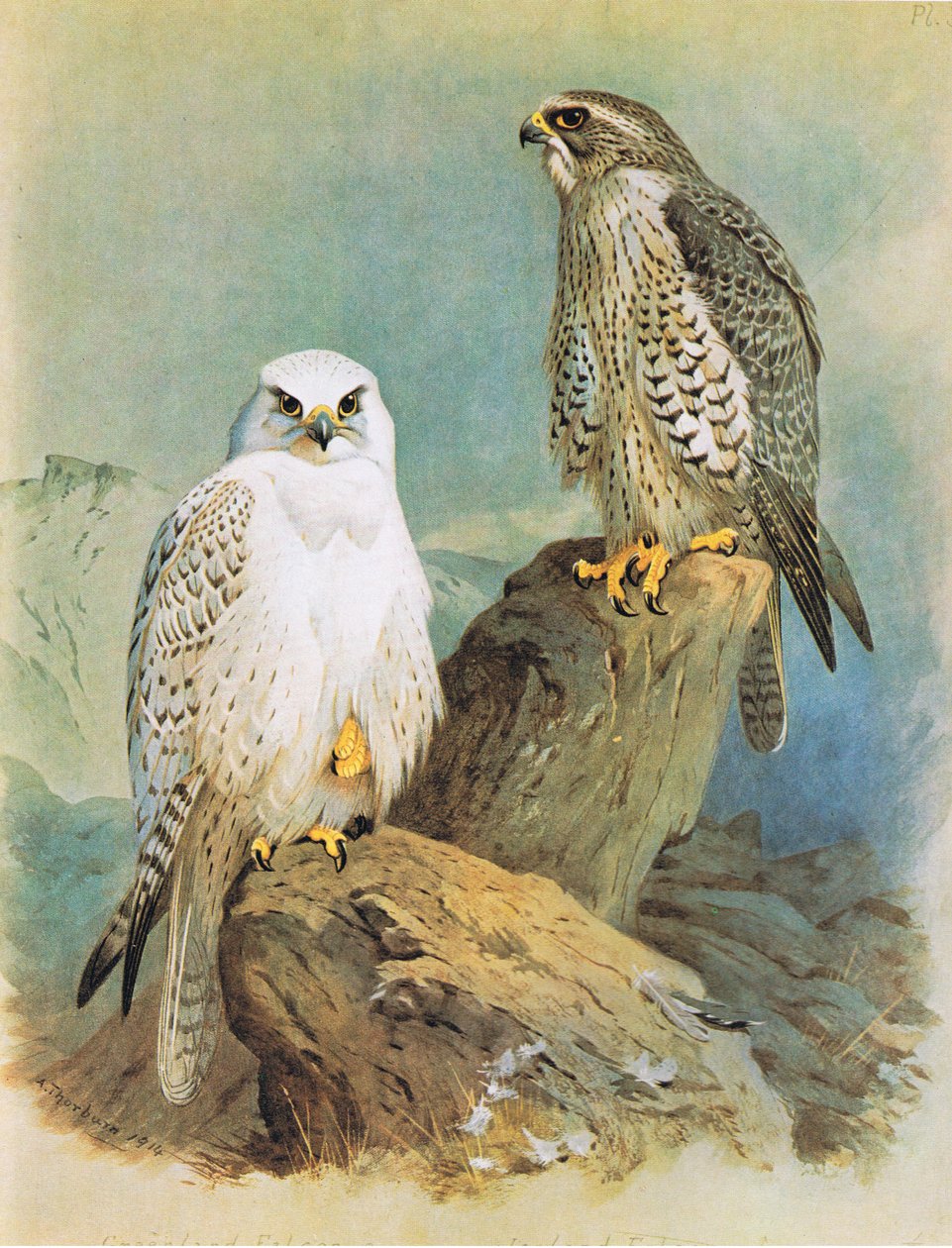 Island Falcon och Greenland Falcon, pub. av Book Club Associates, 1972 av Archibald Thorburn