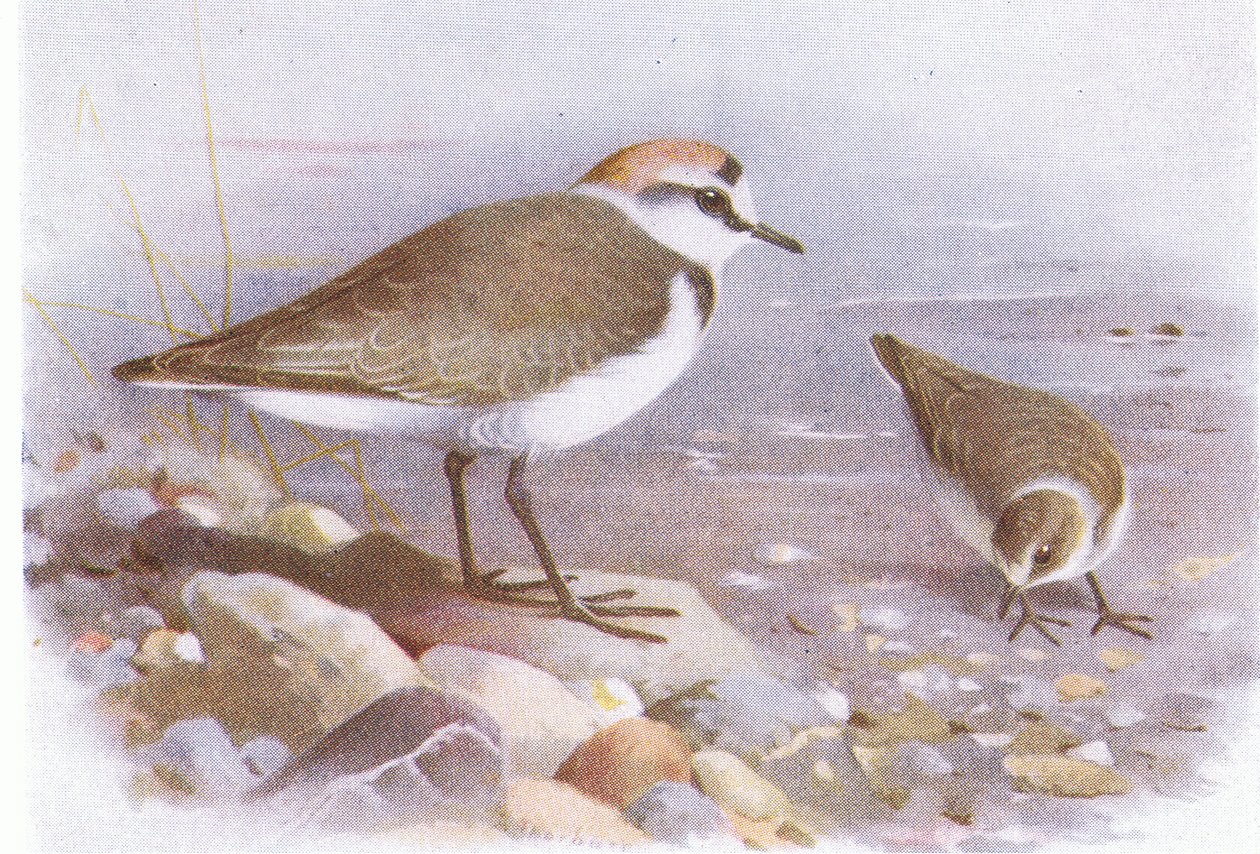 Kentish Plover, från Birds of the British Isles and Their Eggs publicerad av Frederick Warne & Co Ltd, 1958 av Archibald Thorburn