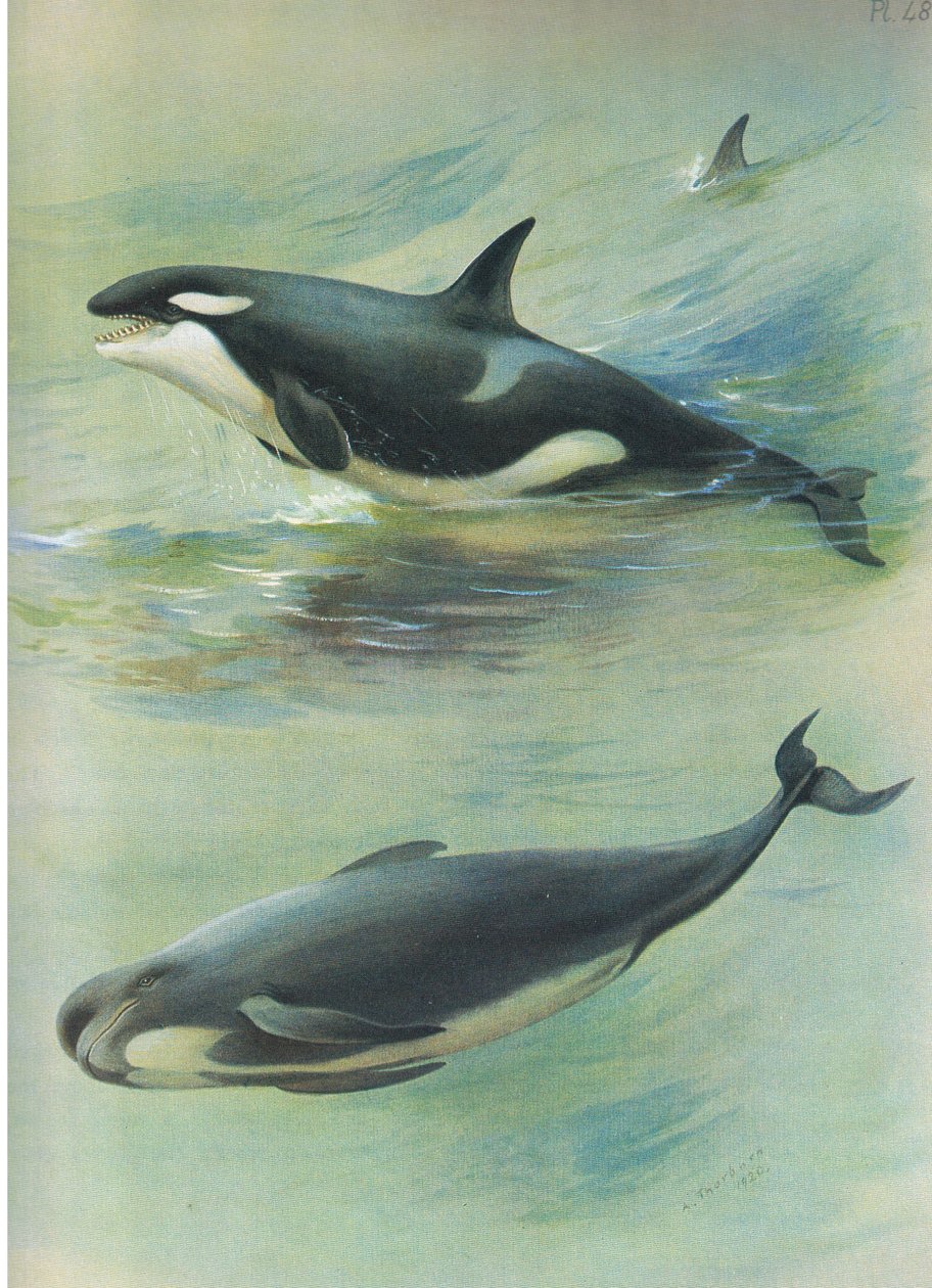 Killer Pilot Whale, från Thorburns Mammals publicerad av Longmans and Co, ca. 1920 av Archibald Thorburn