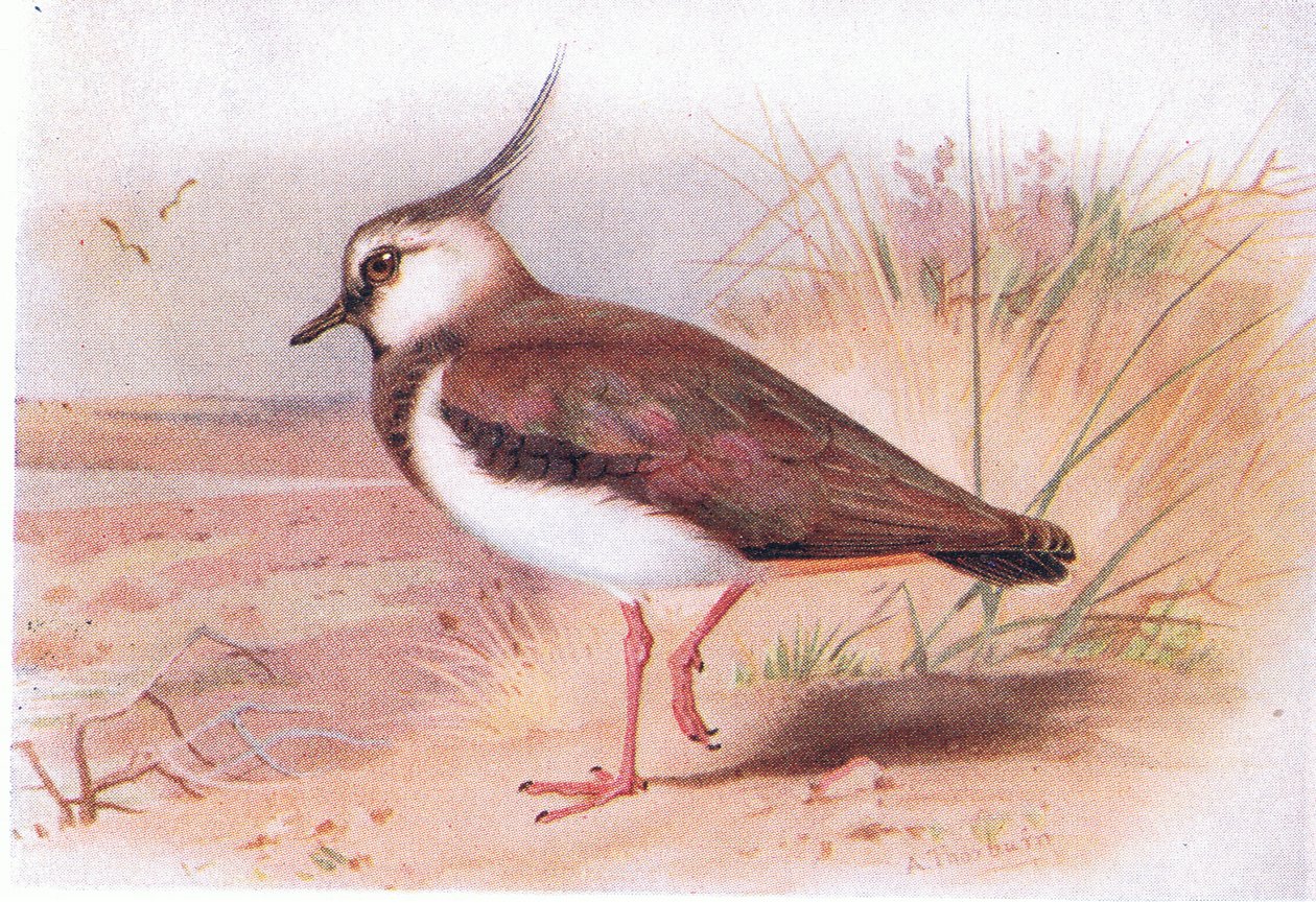 Lapwing, från Birds of the British Isles and Their Eggs publicerad av Frederick Warne & Co Ltd, 1958 av Archibald Thorburn