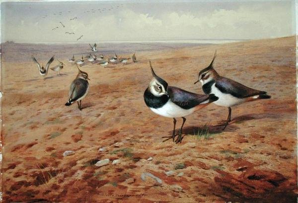 Vipor på plogen av Archibald Thorburn