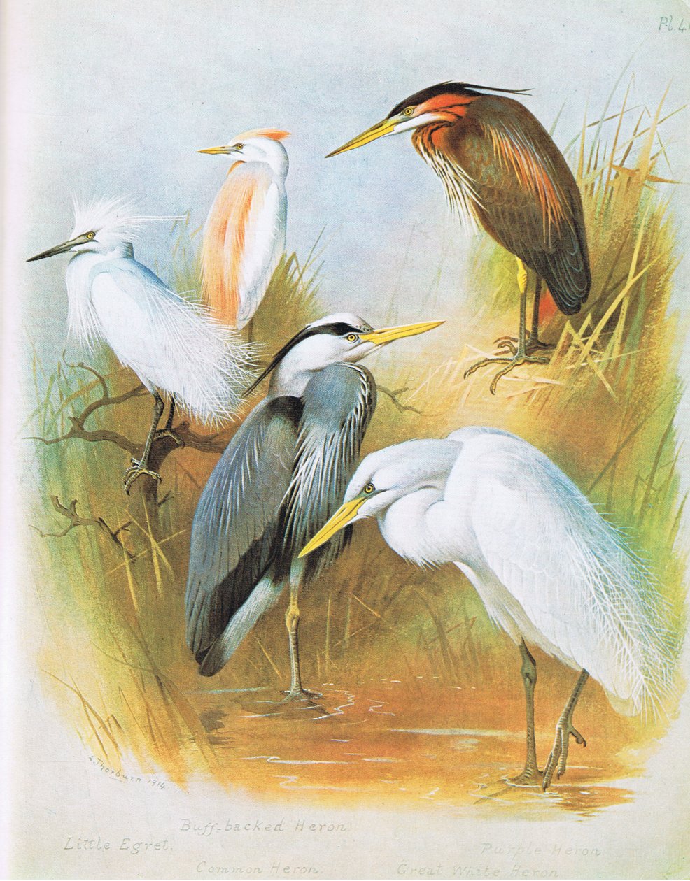 Little Egret, Buff Backed Heron, Common Heron, Purple Heron, Great White Heron, pub. av Book Club Associates, 1972 av Archibald Thorburn