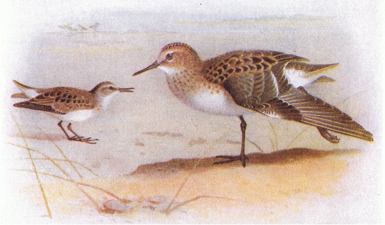 Little Stint, från Birds of the British Isles and Their Eggs publicerad av Frederick Warne & Co Ltd, 1958 av Archibald Thorburn