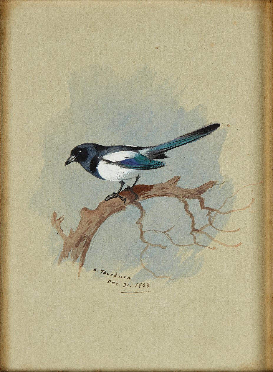 Skata på en gren (bläck och akvarell) av Archibald Thorburn