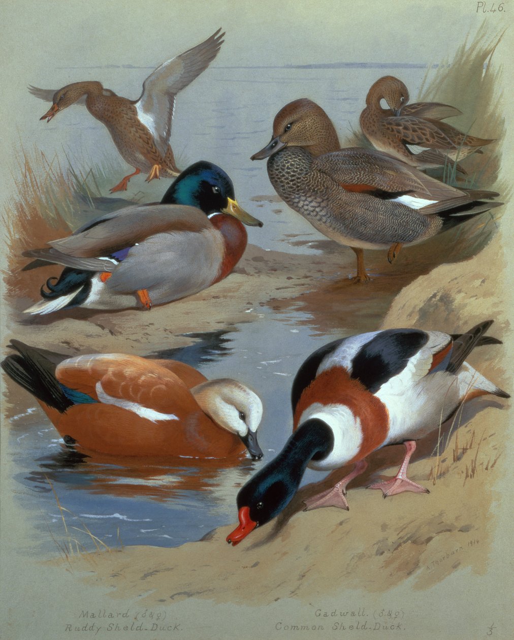 Gräsand, Gadwell, Ruddy Shelduck (akvarell) av Archibald Thorburn