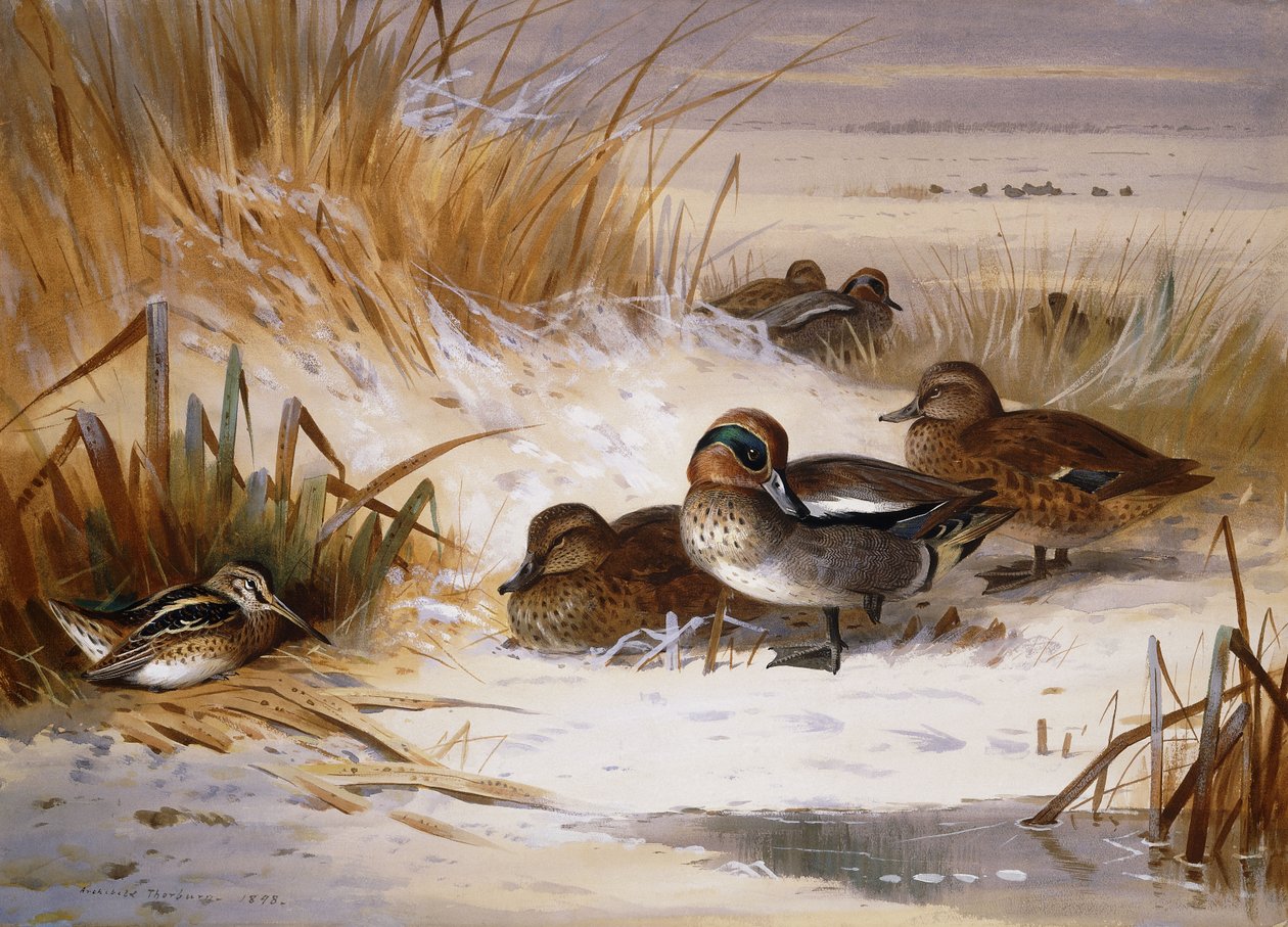 Gräsand Widgeon och Snipe vid kanten av en pool på vintern av Archibald Thorburn