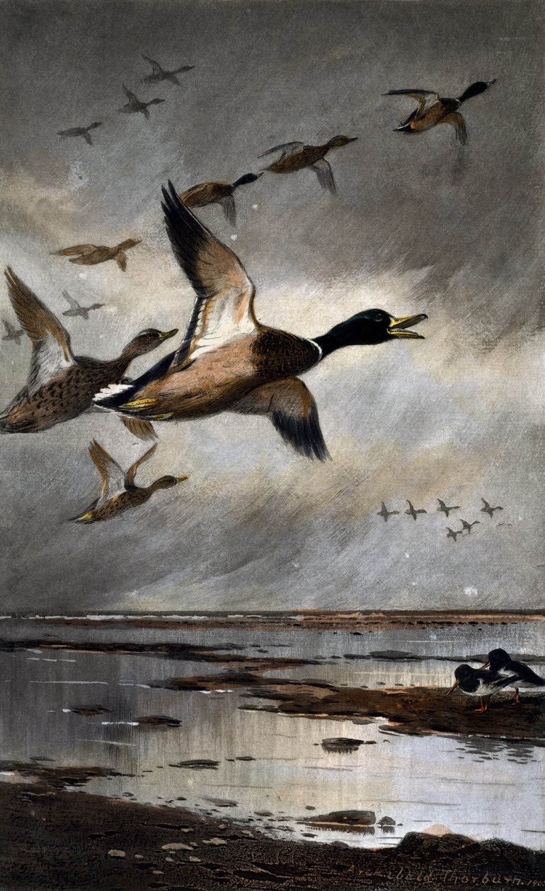 Gräsänder på flykt av Archibald Thorburn
