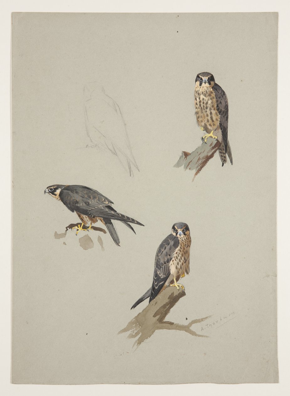 Merlin hane, ca 1915 (akvarell & kroppsfärg över penna på papper) av Archibald Thorburn