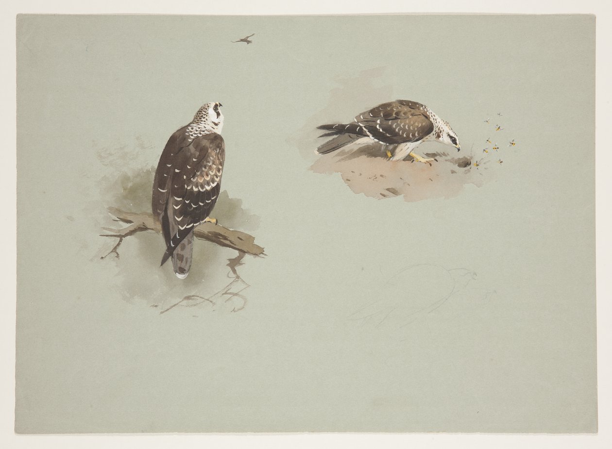 Blek honungsvråk, ca 1915 (akvarell & kroppsfärg över penna på papper) av Archibald Thorburn