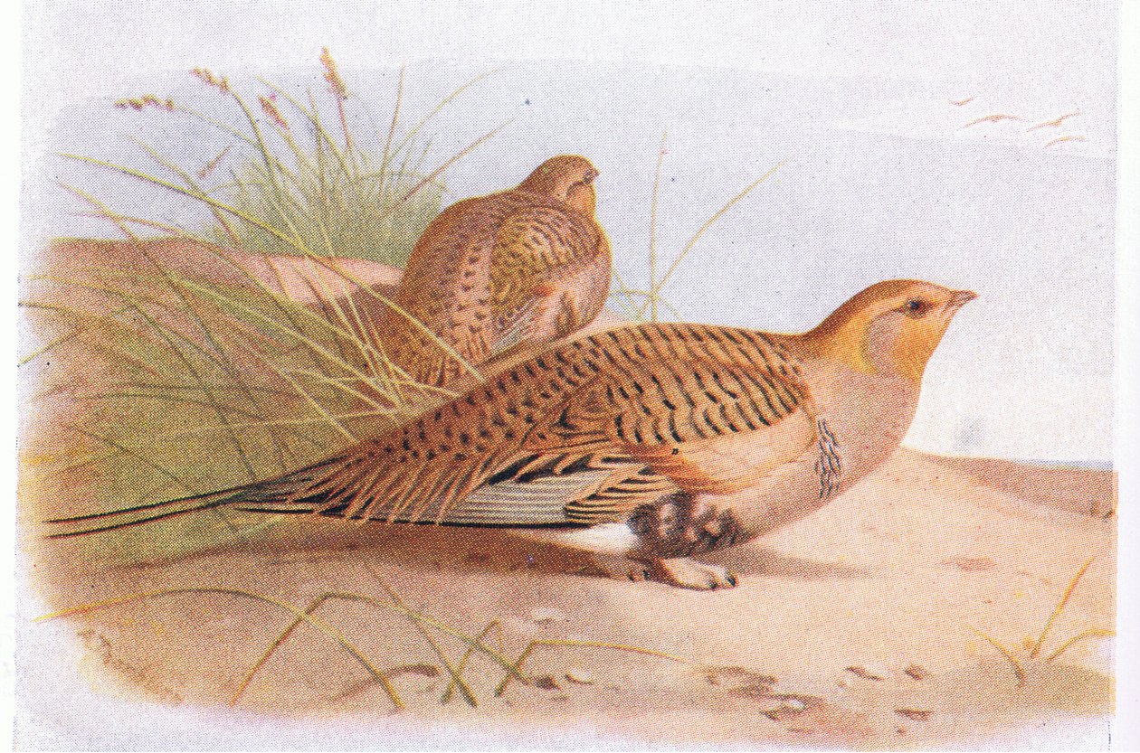 Pallass Sand Grouse, från Birds of the British Isles and Their Eggs publicerad av Frederick Warne & Co Ltd, 1958 av Archibald Thorburn