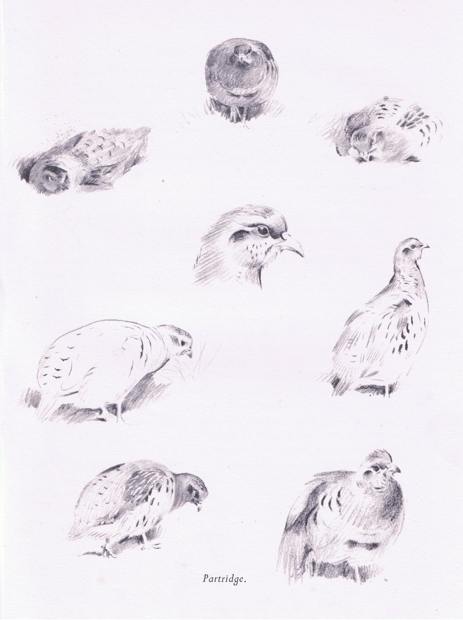Partridges, 1938 av Archibald Thorburn