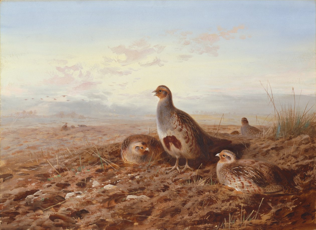 Rapphöns bland stubb av Archibald Thorburn