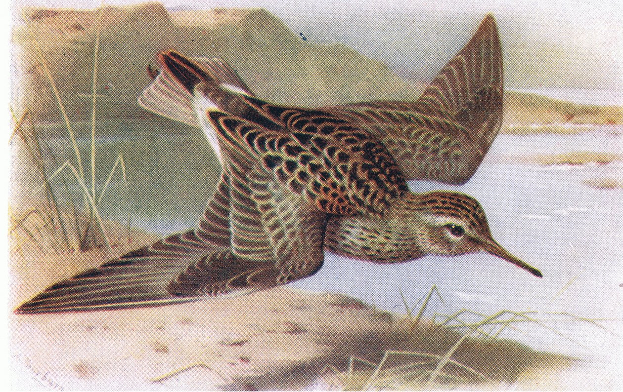 Pectoral Sandpiper, från Birds of the British Isles and Their Eggs publicerad av Frederick Warne & Co Ltd, 1958 av Archibald Thorburn