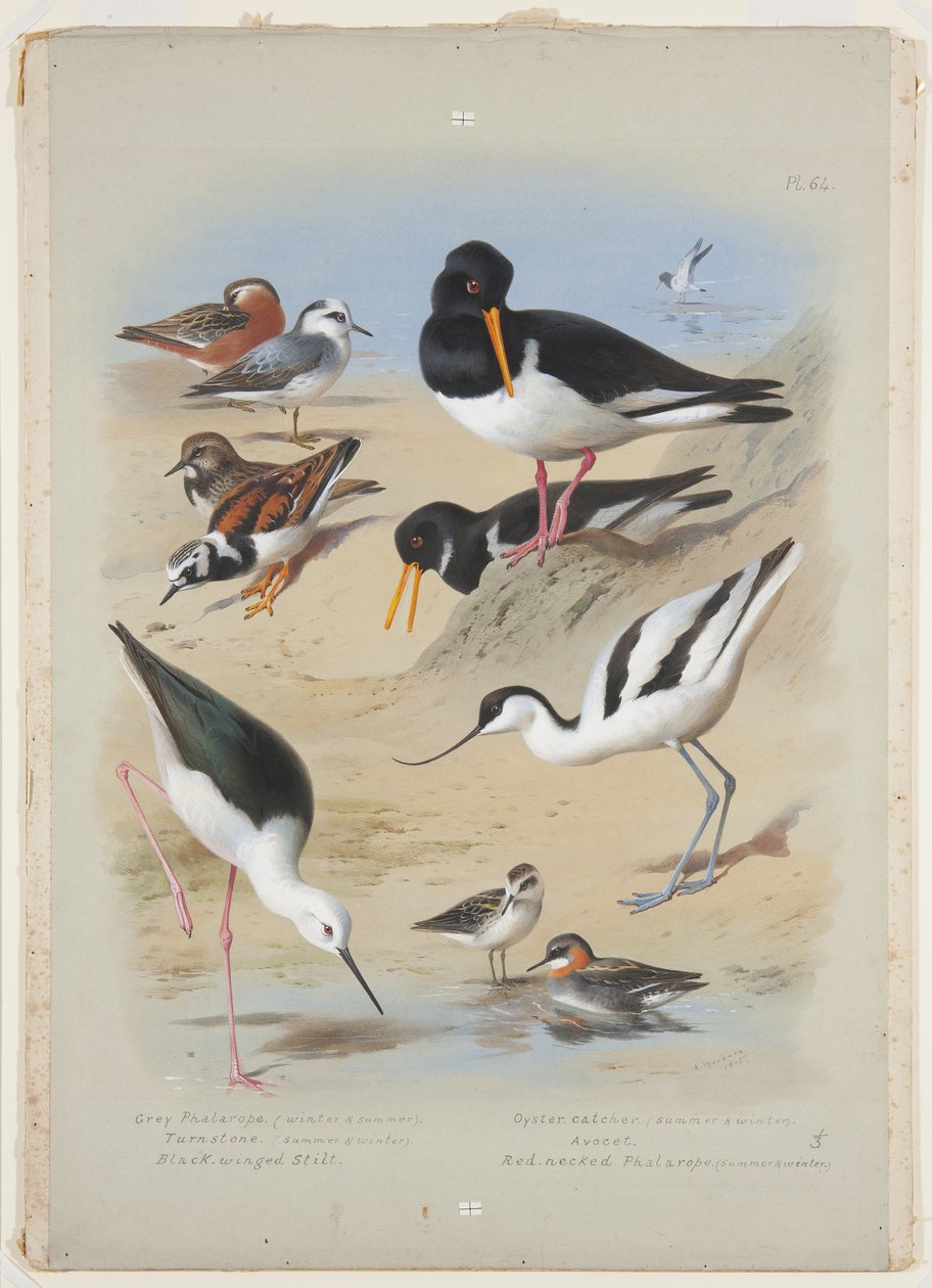 Phaleropes, ostronsnappare, avocet, turnstone och stylta, ca 1915 (akvarell & kroppsfärg med gummi arabicum över penna ombord) av Archibald Thorburn