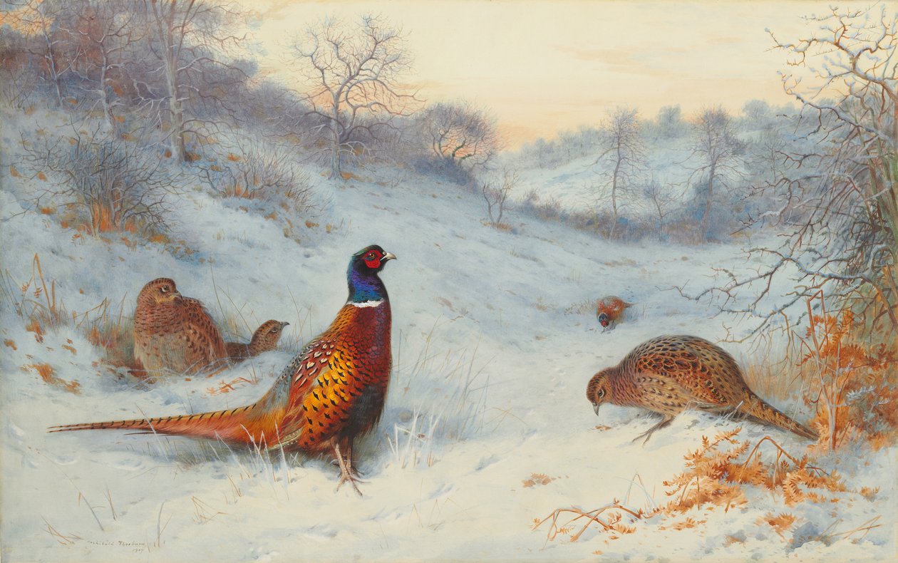 Fasan i snön av Archibald Thorburn