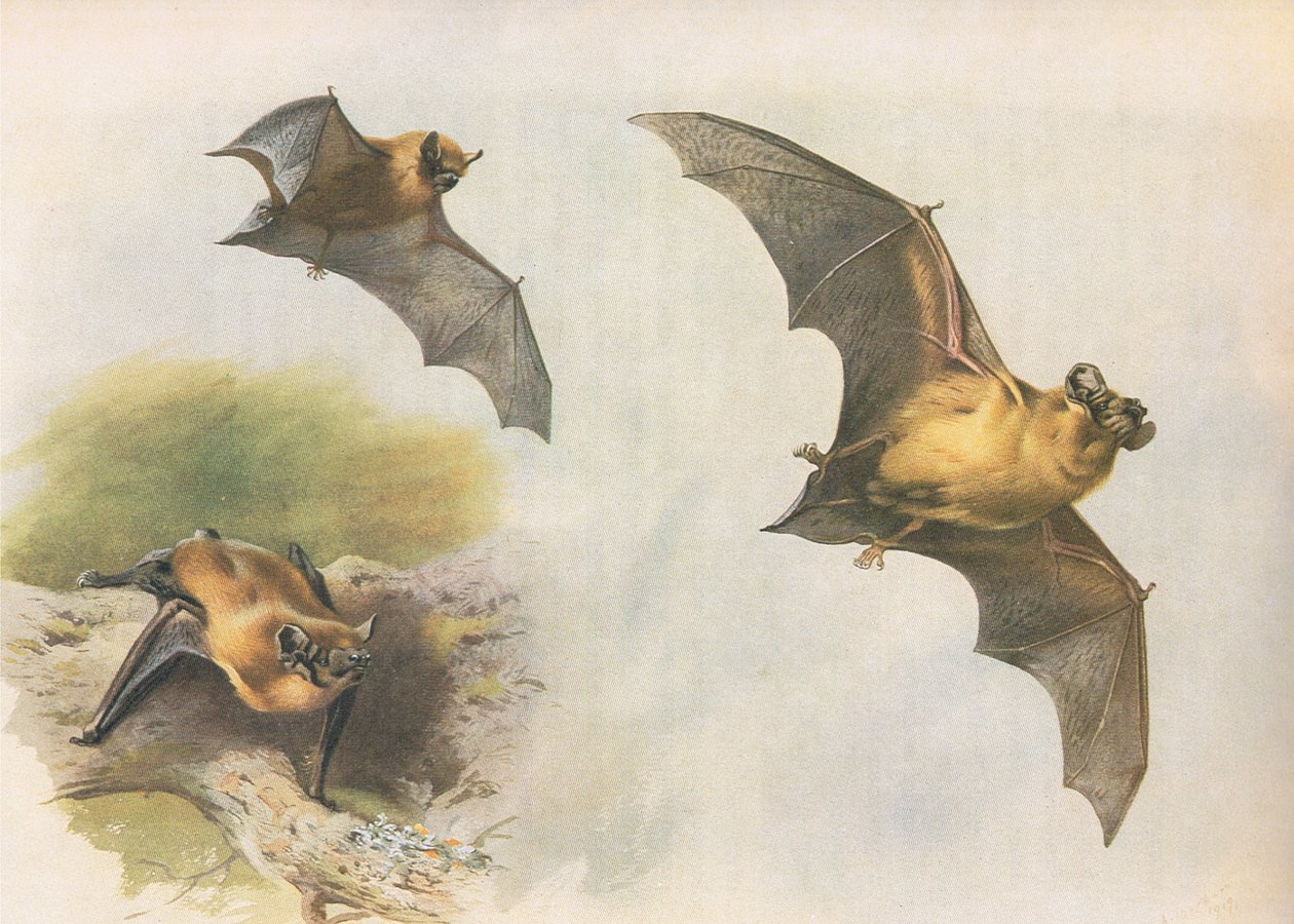Pipistrelle eller Common Bat, från Thorburns Mammals publicerad av Longmans and Co, ca. 1920 av Archibald Thorburn