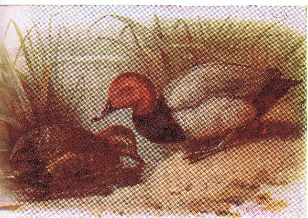 Brunand av Archibald Thorburn