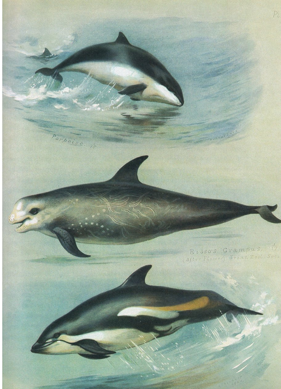 Tumlare, Rissos Grampus och White Sided Dolphin, från Thorburn