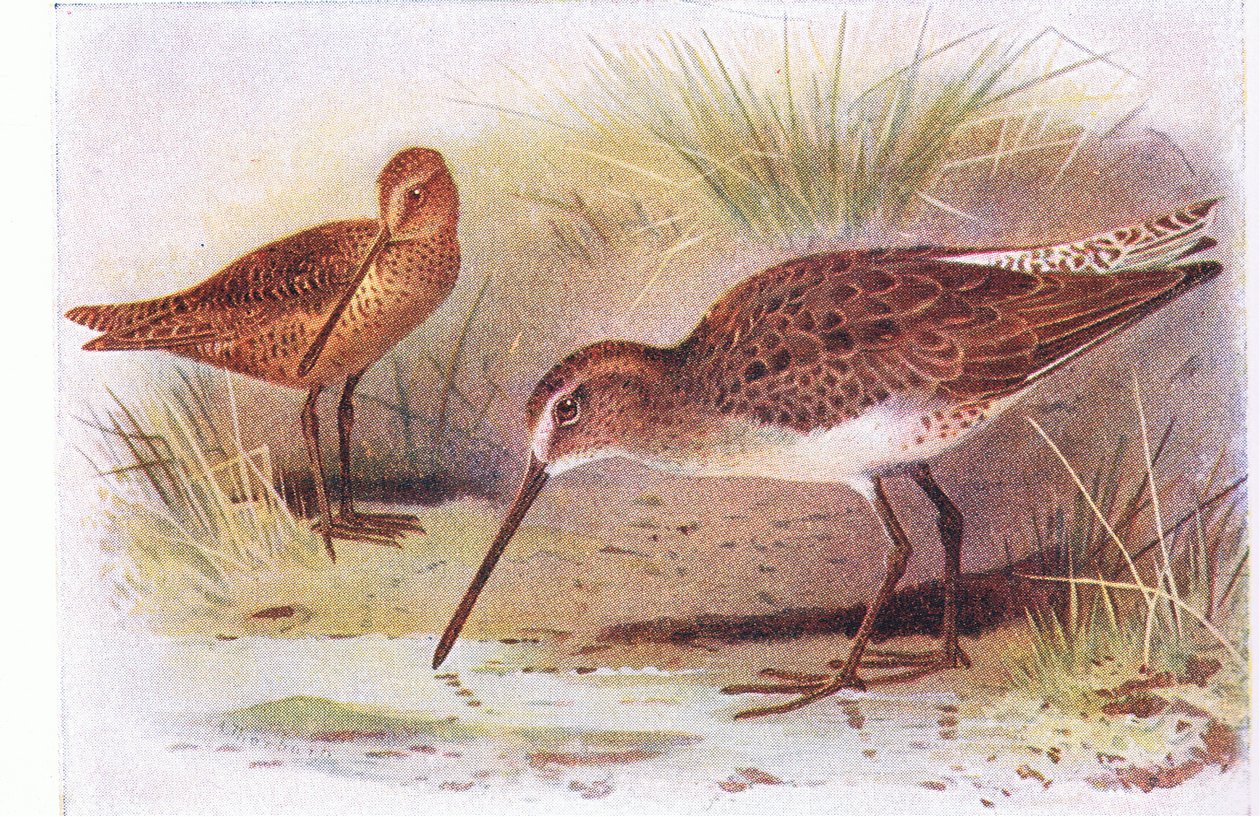 Red Breasted Snipe, från Birds of the British Isles and Their Eggs publicerad av Frederick Warne & Co Ltd, 1958 av Archibald Thorburn