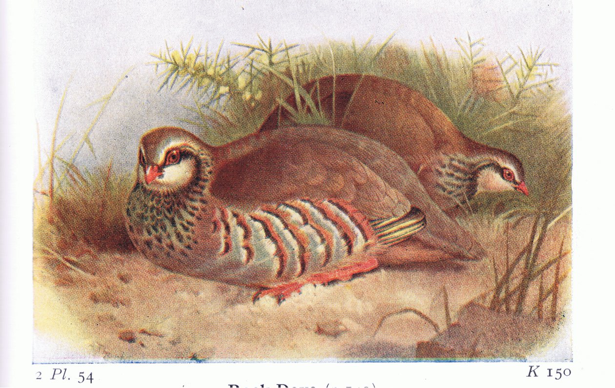 Red Legged Partridge, från Birds of the British Isles and Their Eggs publicerad av Frederick Warne & Co Ltd, 1958 av Archibald Thorburn